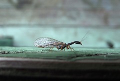 Raphidiinae
