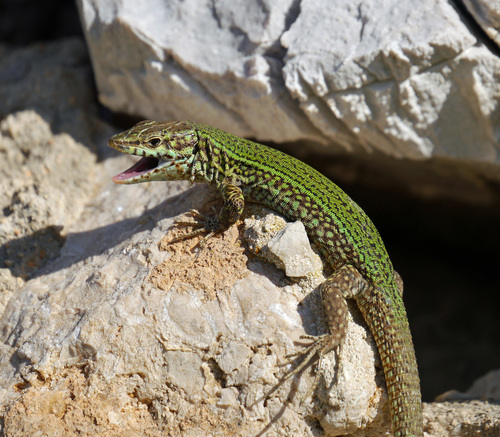 Ibiza Wall Lizard