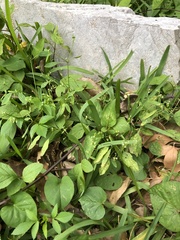 Euphorbia graminea