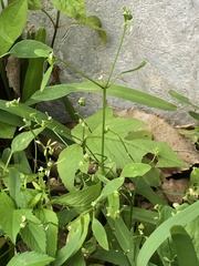 Euphorbia graminea