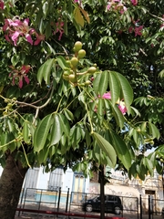 Ceiba