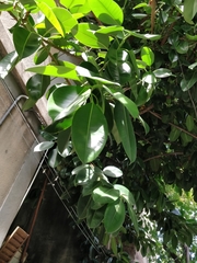 Ficus elastica