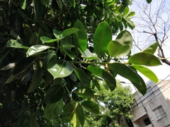 Ficus elastica