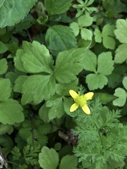 Ranunculus sieboldii