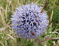 Echinops bannaticus