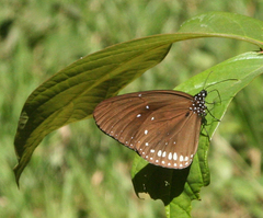 Euploea sylvester harrisii
