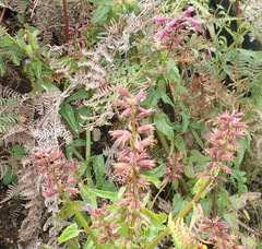 Stachys thunbergii