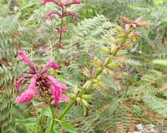 Stachys thunbergii