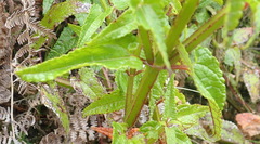 Stachys thunbergii