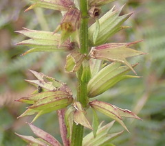 Stachys thunbergii