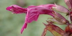 Stachys thunbergii