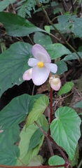 Begonia chitoensis