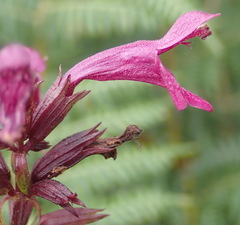 Stachys thunbergii