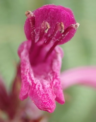 Stachys thunbergii
