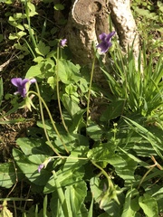 Viola philippica pseudojaponica