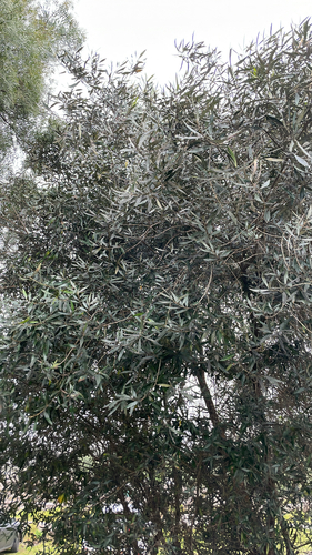 Olea europaea observed 2026-01-30