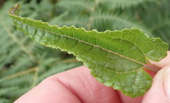 Stachys thunbergii
