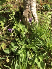 Viola philippica pseudojaponica
