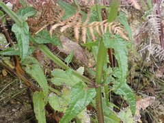 Stachys thunbergii