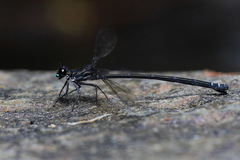 Caledopteryx sarasini