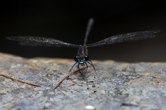 Caledopteryx sarasini