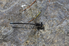 Caledopteryx sarasini