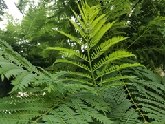 Jacaranda mimosifolia