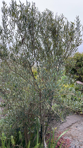 Olea europaea observed 2026-01-30