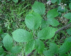 Rubus macrophyllus