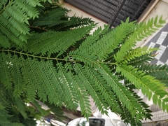 Jacaranda mimosifolia