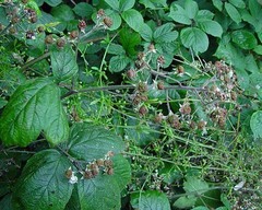 Rubus macrophyllus