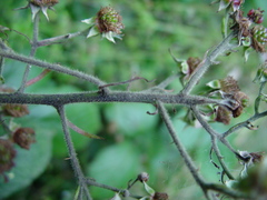 Rubus macrophyllus