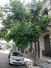 Jacaranda mimosifolia