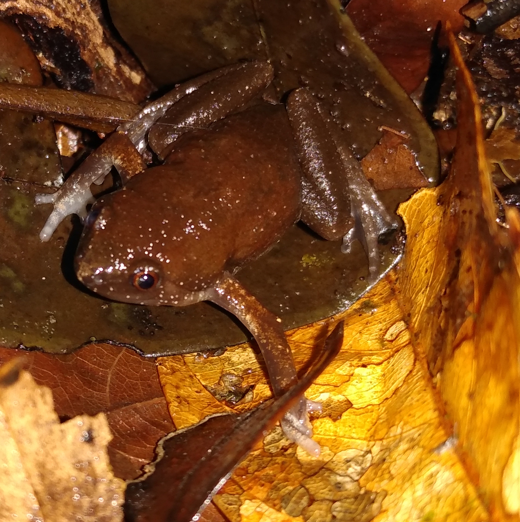 de Ávila Pires's Humming Frog