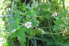 Geranium sibiricum
