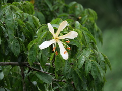 Ceiba samauma