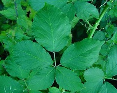 Rubus platyacanthus