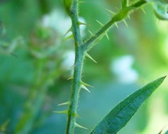 Rubus platyacanthus