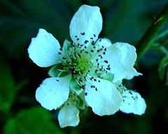 Rubus platyacanthus