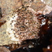 Dendropoma corallinaceum - Photo (c) Alexia M. A. DIEVART, alguns direitos reservados (CC BY-NC), uploaded by Alexia M. A. DIEVART