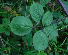 Rubus robiae