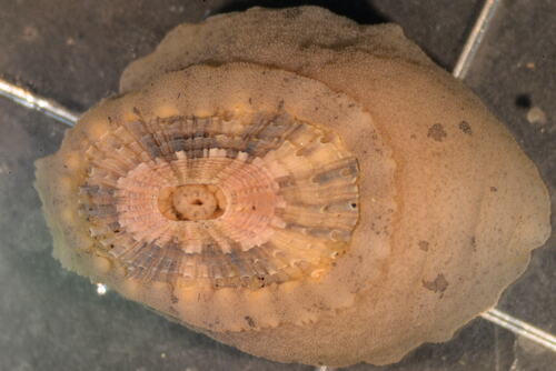 Lucapinella callomarginata observed 2025-11-25