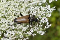 Trigonarthris