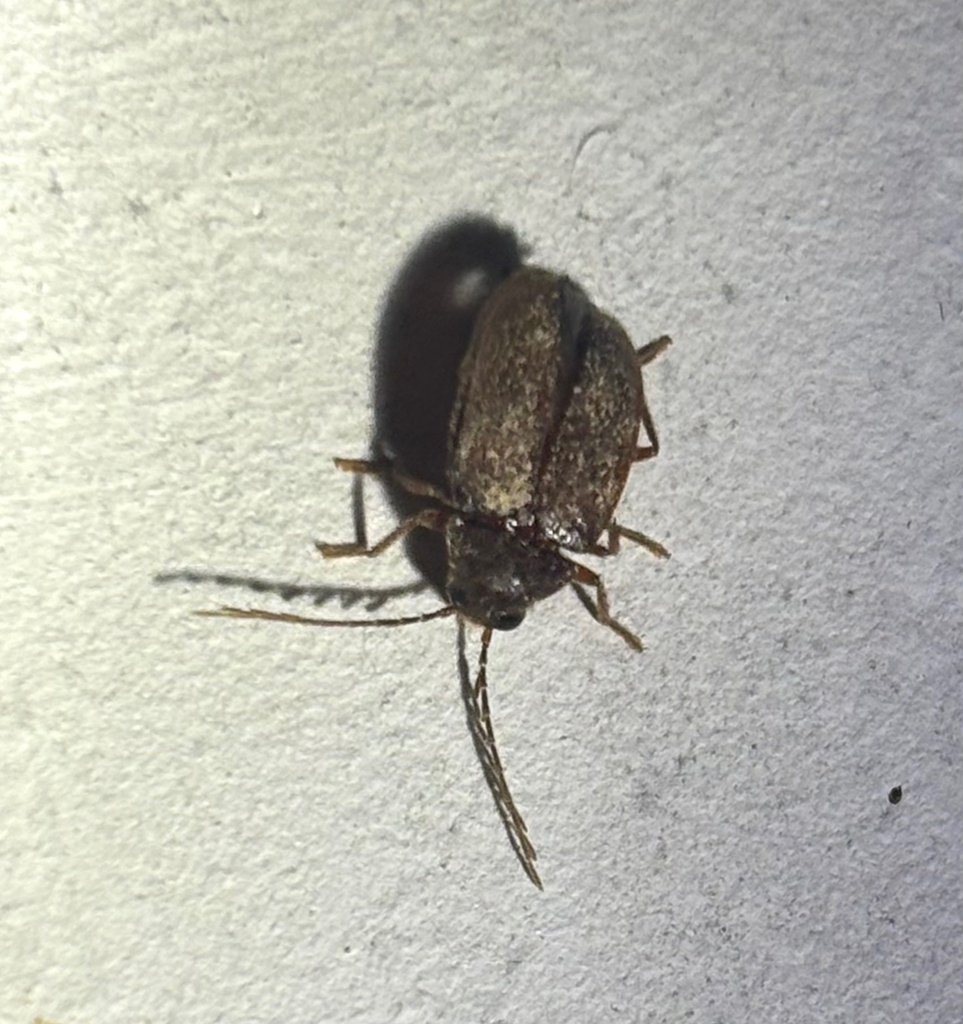 Pitel Insect Ptilodactyla from Palestina, Huila, CO on November 18, 2025 at 08:39 PM ...