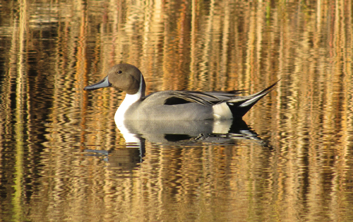 iNaturalist: (c) Elena Mathis, some rights reserved (CC BY-NC), uploaded by Elena Mathis iNaturalist image