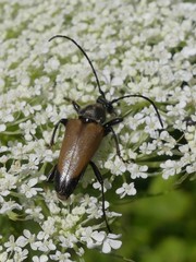 Trigonarthris