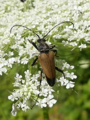 Trigonarthris