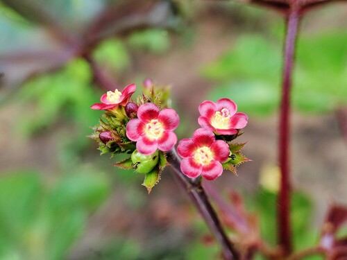 Jatropha gossypiifolia