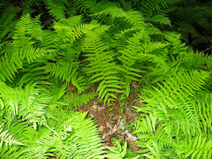 Amauropelta noveboracensis image