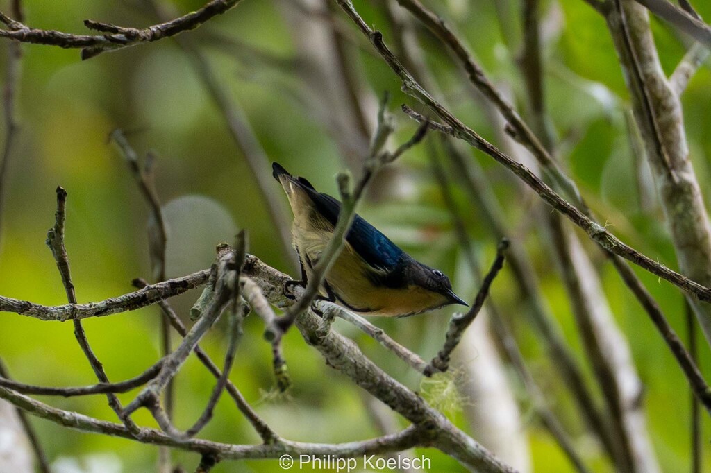 Sumatran Flowerpecker